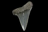 Fossil Mako Shark Tooth - South Carolina #128741-1